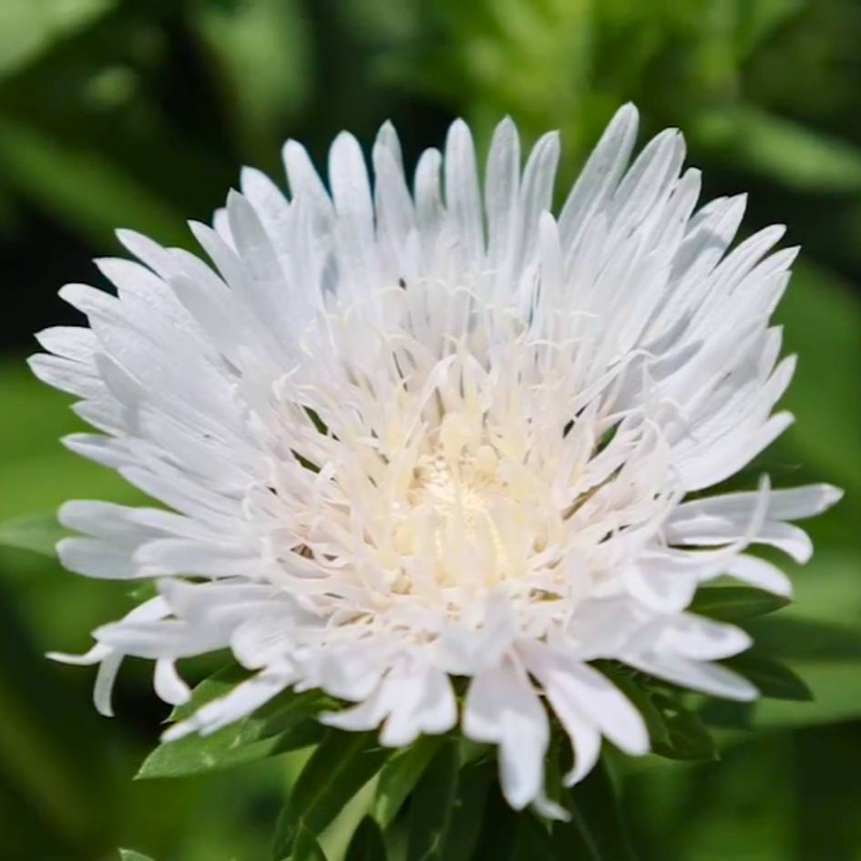 Stokesia laevis ‘Divinity’