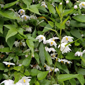 Styrax japonicus