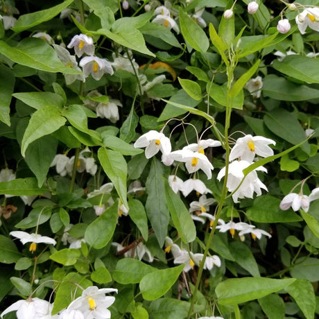 Styrax japonicus