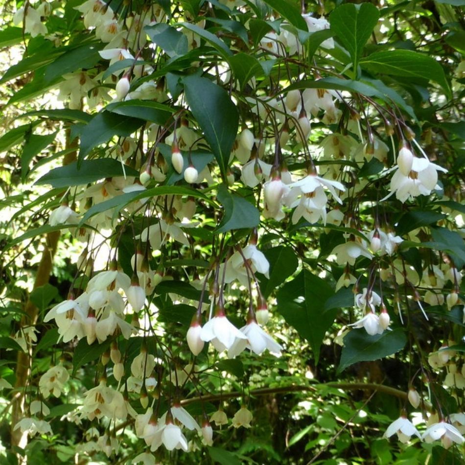 Styrax japonicus