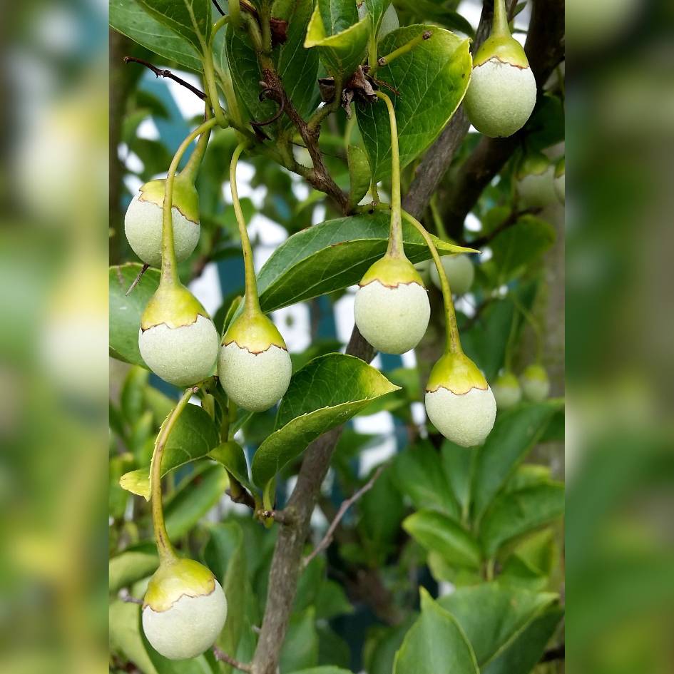 Styrax japonicus ‘June Snow’
