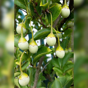 Styrax japonicus ‘June Snow’