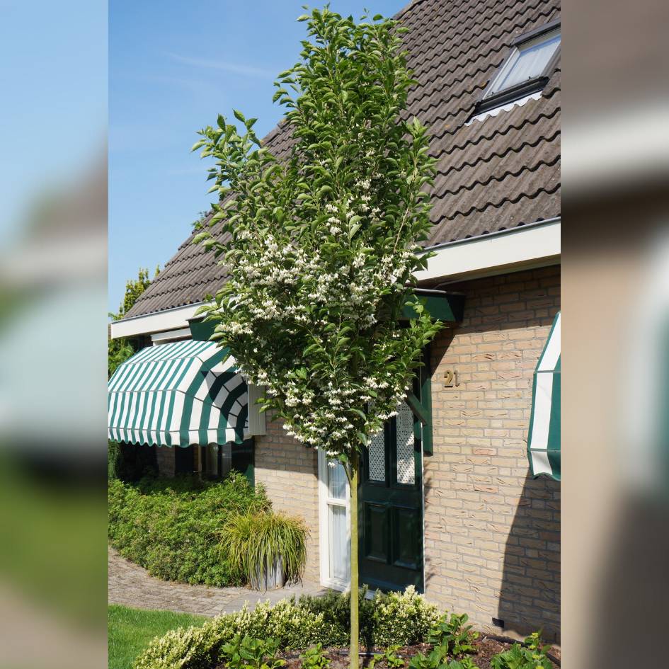 Styrax japonicus ‘June Snow’