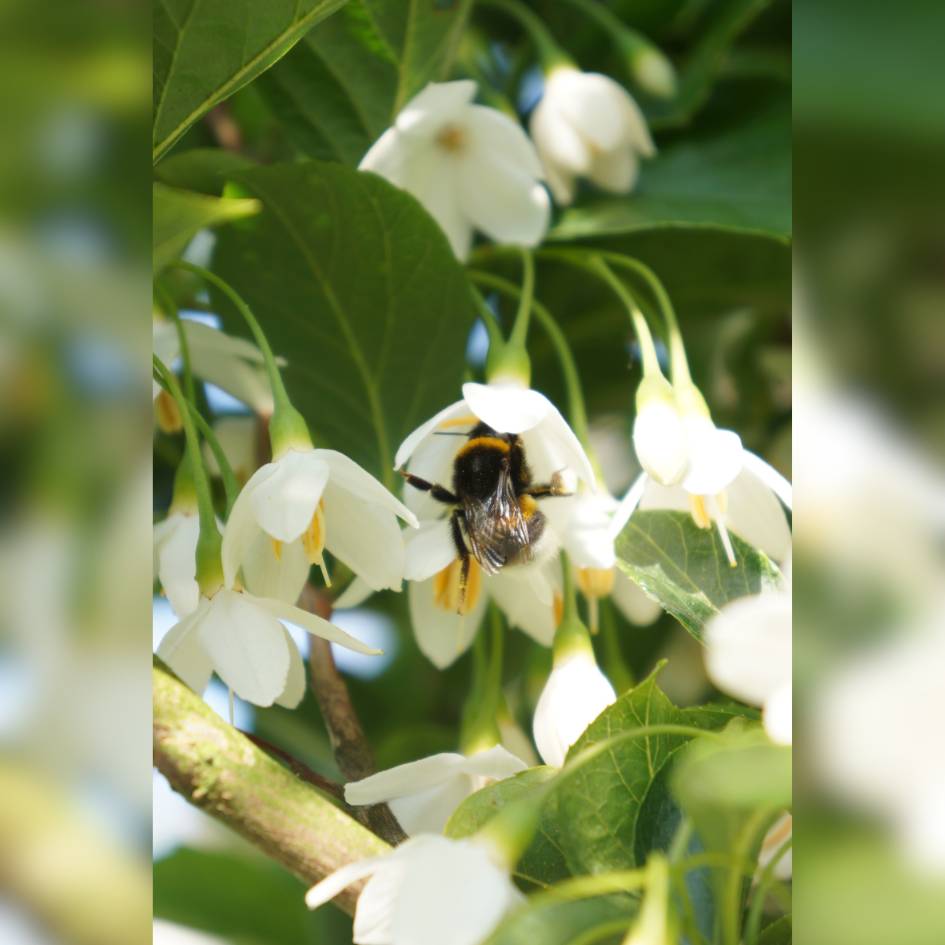 Styrax japonicus ‘June Snow’