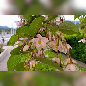 Styrax japonicus ‘Pink Chimes’