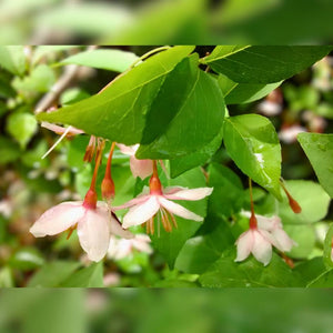 Styrax japonicus ‘Pink Chimes’