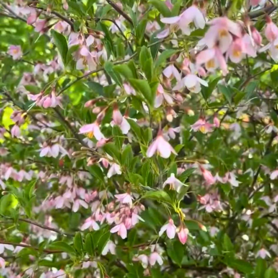 Styrax japonicus ‘Pink Chimes’