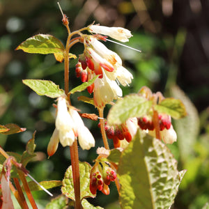 Symphytum grandiflorum