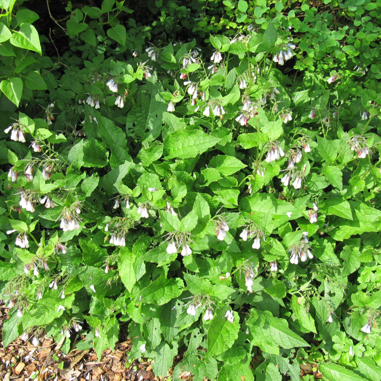 Symphytum grandiflorum