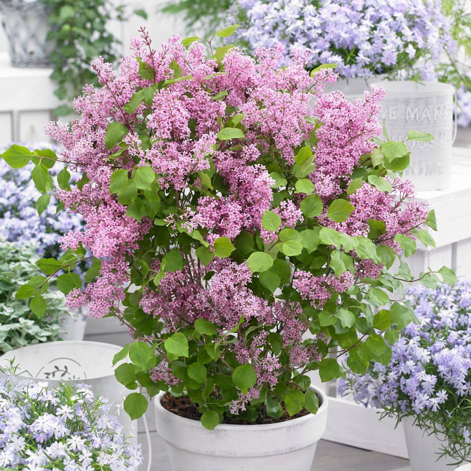 Syringa meyeri ‘Flowerfesta Pink’