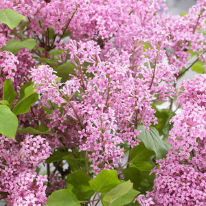 Syringa meyeri ‘Flowerfesta Pink’