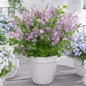 Syringa meyeri ‘Flowerfesta Purple’