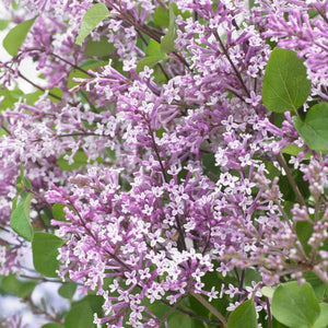 Syringa meyeri ‘Flowerfesta Purple’