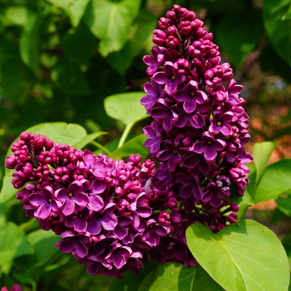 Syringa vulgaris ‘Charles Joly’