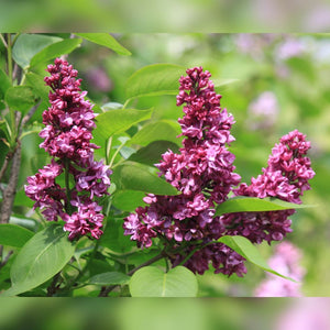 Syringa vulgaris ‘Charles Joly’