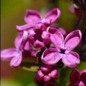 Syringa vulgaris ‘Charles Joly’