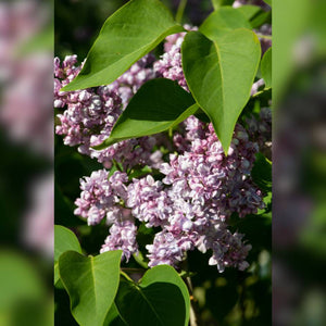 Syringa vulgaris ‘Katherine Havemeyer’