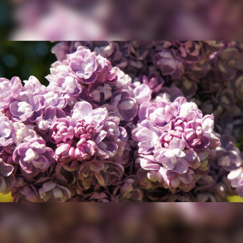 Syringa vulgaris ‘Katherine Havemeyer’