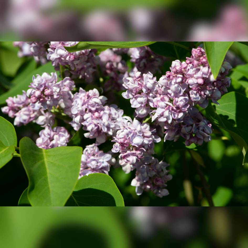 Syringa vulgaris ‘Katherine Havemeyer’
