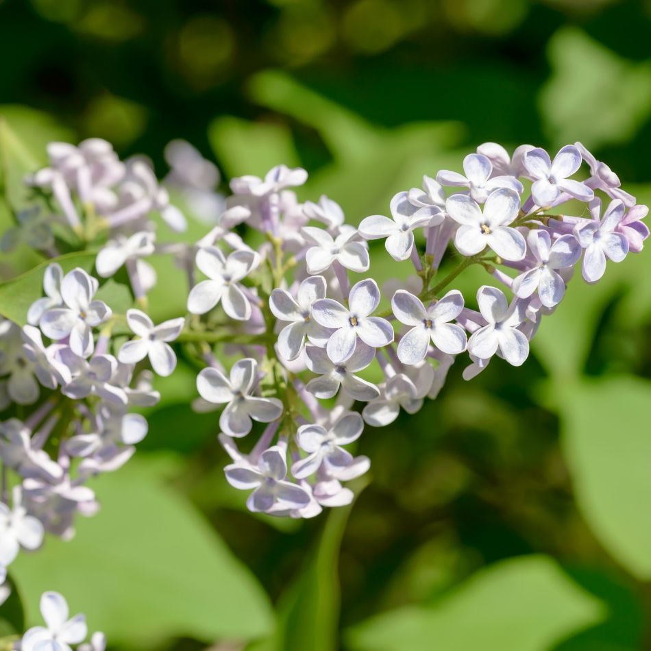 Syringa vulgaris ‘Madame Lemoine’