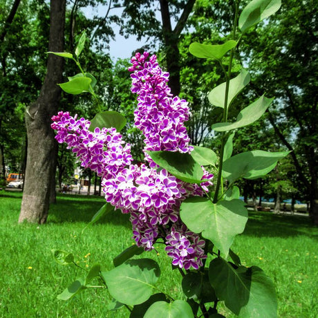 Syringa vulgaris ‘Sensation’