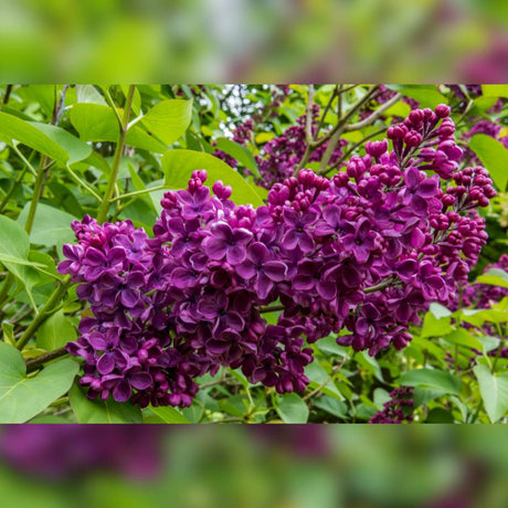 Syringa ‘Souvenir de Louis Spaeth’