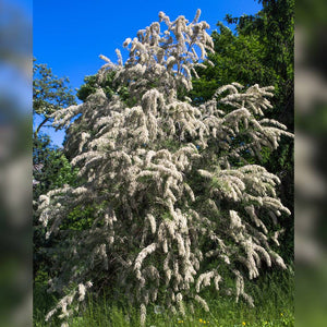 Tamarix ramosissima ‘Hulsdonk White’