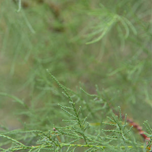 Tamarix ramosissima ‘Hulsdonk White’