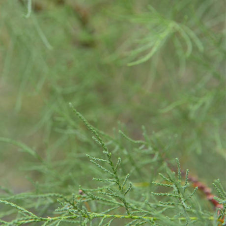 Tamarix ramosissima ‘Hulsdonk White’