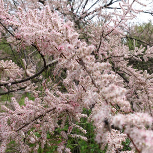 Tamarix ramosissima ‘Pink Cascade’