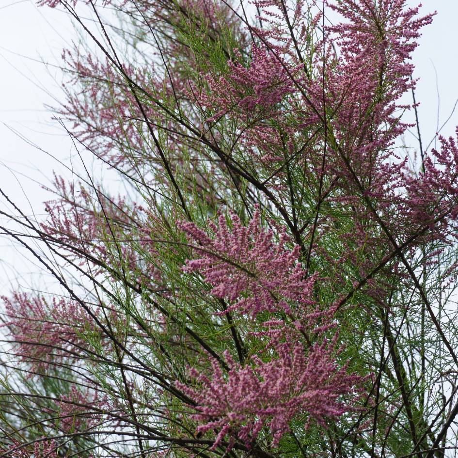 Tamarix ramosissima ‘Pink Cascade’
