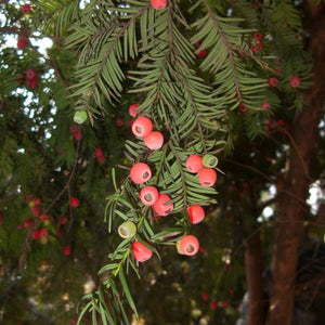 Taxus baccata
