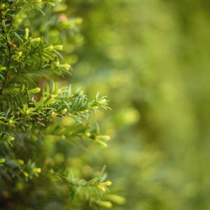 Taxus baccata