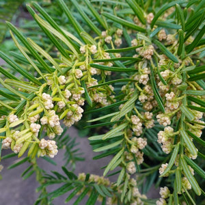 Taxus baccata