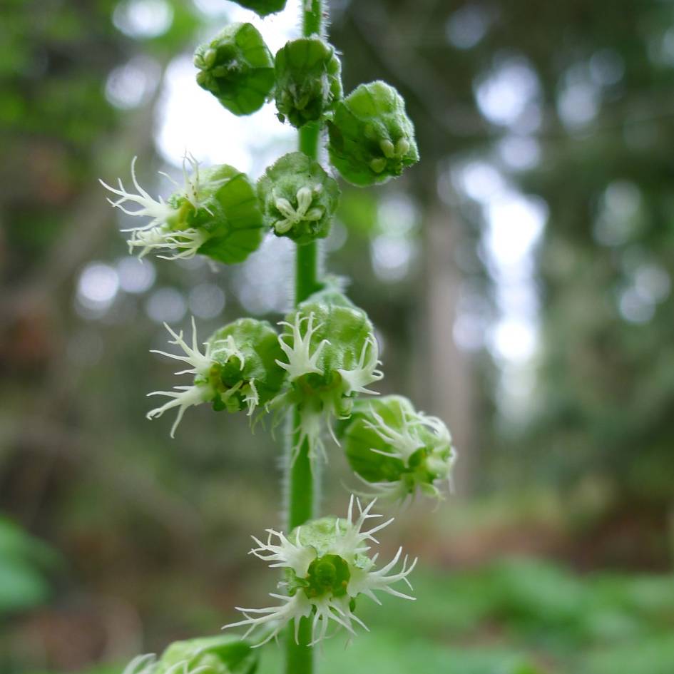 Tellima grandiflora