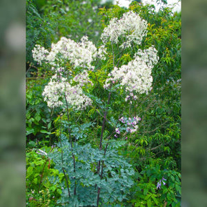 Thalictrum ‘Elin’