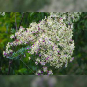 Thalictrum ‘Elin’