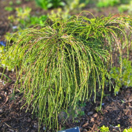 Thuja plicata ‘Whipcord’