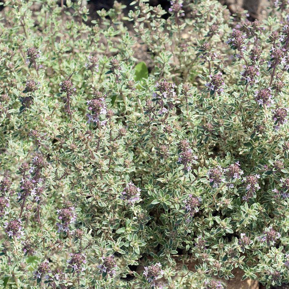 Thymus ‘Silver Posie’