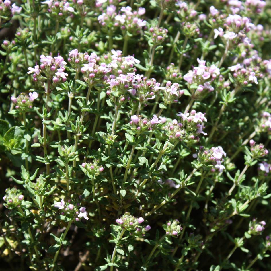 Thymus ‘Silver Queen’