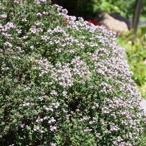 Thymus ‘Silver Queen’