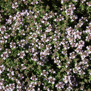 Thymus ‘Silver Queen’