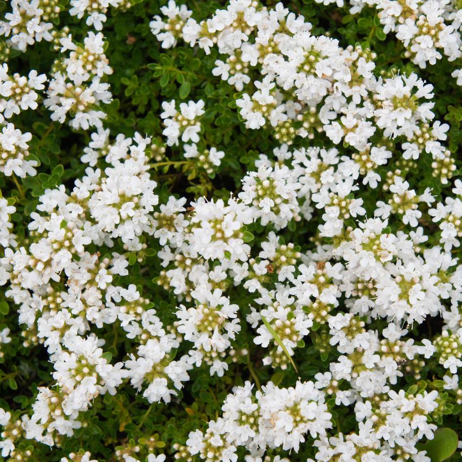 Thymus praecox ‘Albiflorus’