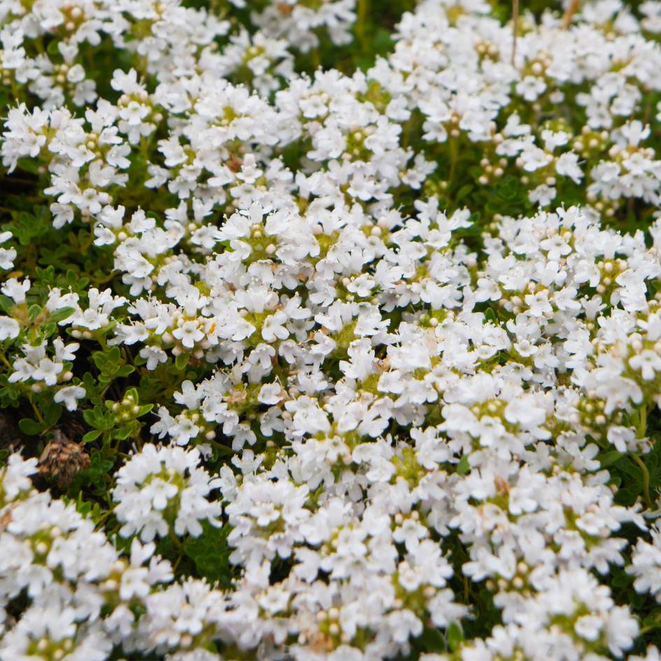 Thymus praecox ‘Albiflorus’