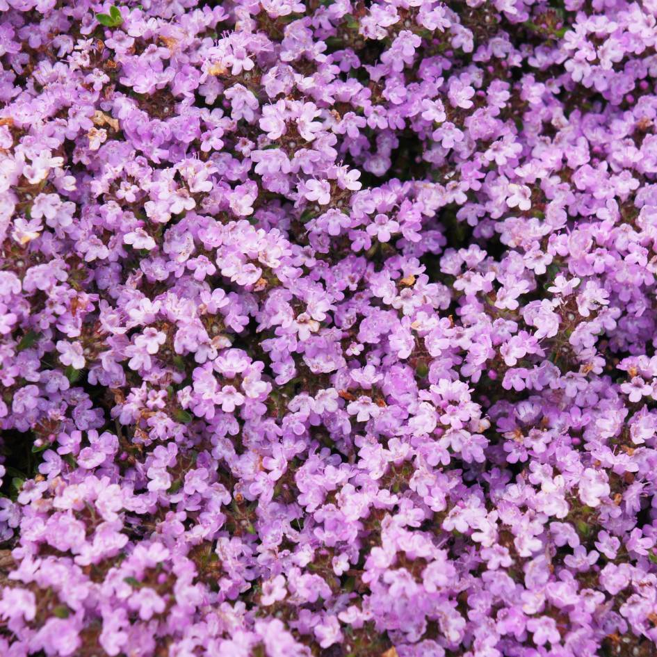 Thymus serpyllum