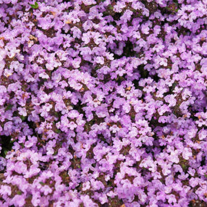 Thymus serpyllum
