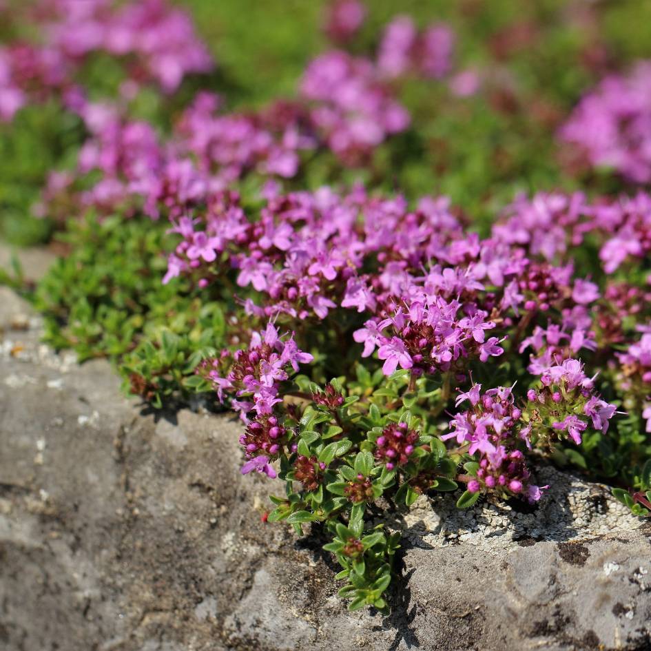 Thymus serpyllum ‘Pink Chintz’