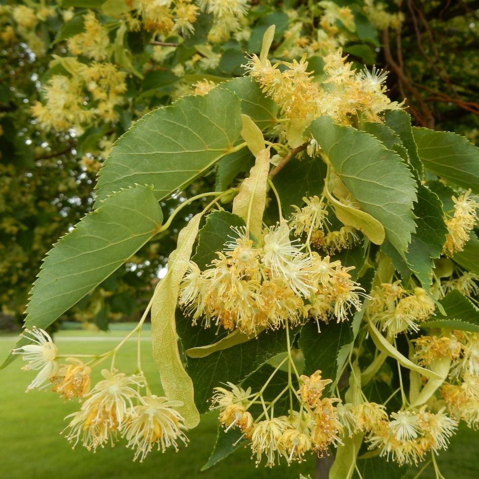 Tilia cordata ‘Greenspire’