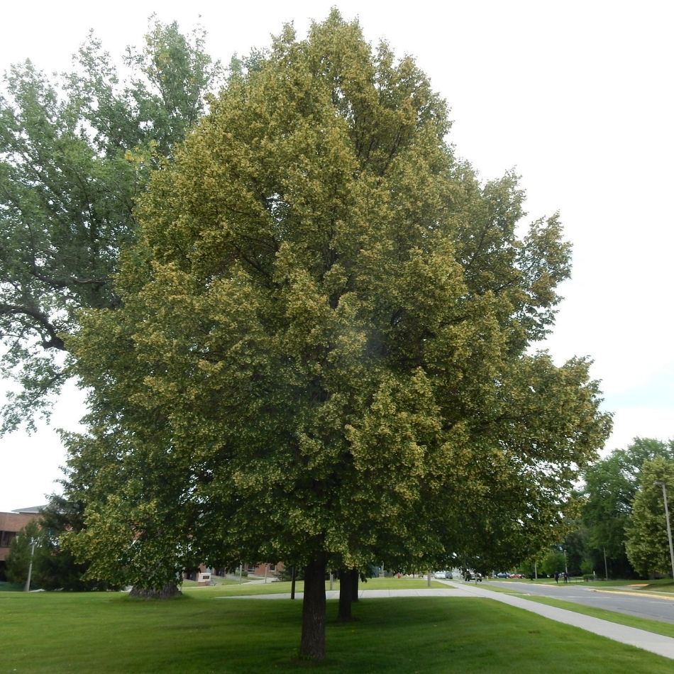 Tilia cordata ‘Greenspire’
