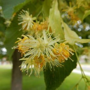 Tilia cordata ‘Greenspire’